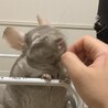 【至急】チンチラの男の子の里親を募集しています サムネイル2