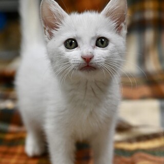 白梅ちゃん、 甘えん坊なかわいい子猫
