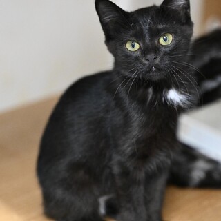 胸に小さな白いワンポイント、優しいくろうめ