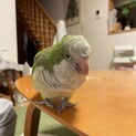 オキナインコ　里親になってくださる方　探してます