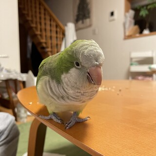 オキナインコ　里親になってくださる方　探してます