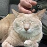 猫じゅさん