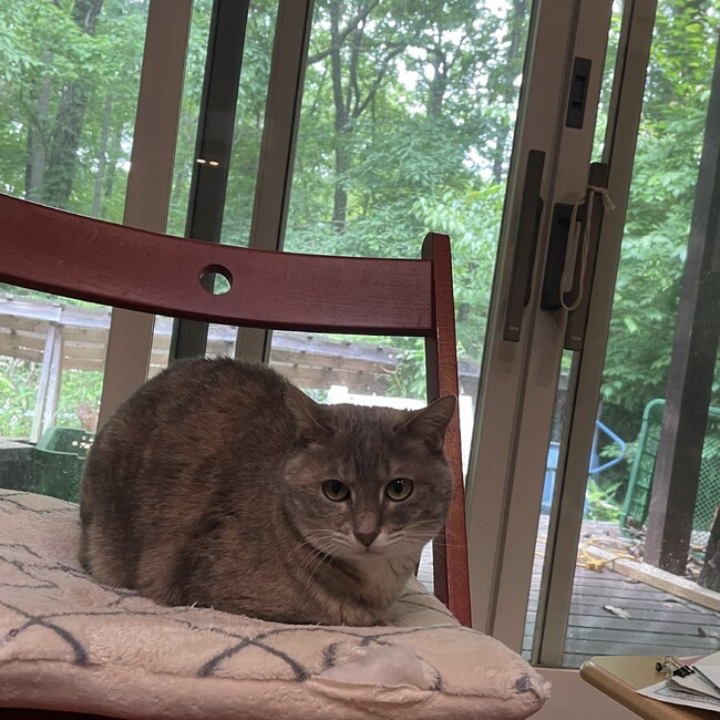 猫じゅのカバー写真