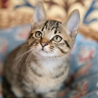 かのこ♡家族ができました