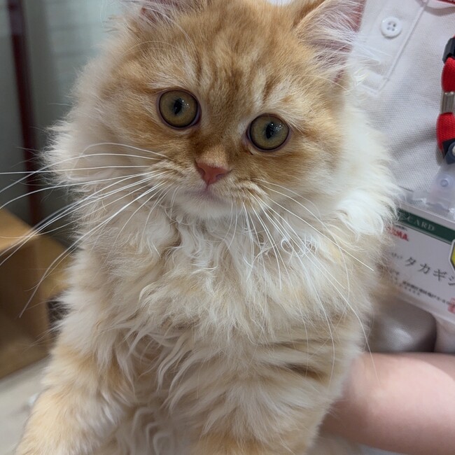 たけのこ0930のカバー写真