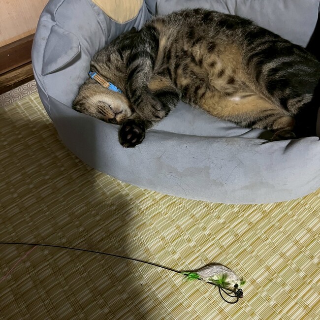 はははははるんのカバー写真