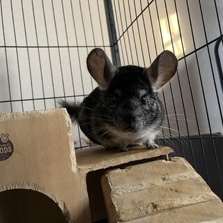 チンチラ グレー