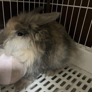 うさぎ オス