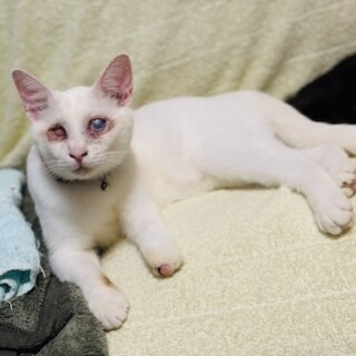 いつもご機嫌 激人懐こい白猫ジェイソン君