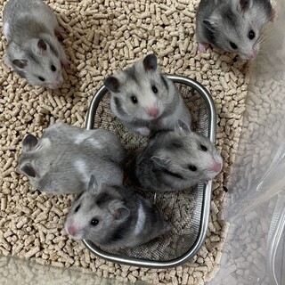 グレーシチリアンハムスター