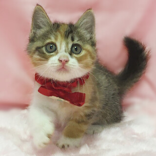 （検討中）丸顔タレ目の三毛『ミミちゃん』１ヶ月半