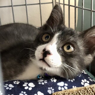 怪我を乗り越えて…甘えん坊の男の子です❤︎