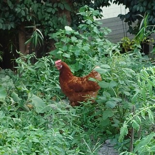 【卵産みます】4羽チャボ？種類、雌雄不明です。