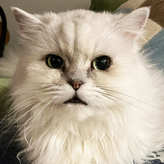 しろたえ♀多頭飼育から救出約5〜7歳