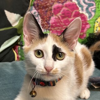 【9/14東日本橋】おしゃまな❤️コーキちゃん