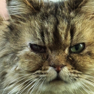 ちよこ約5〜7歳♀チンチラゴールデン