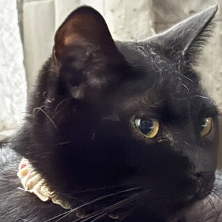 黒猫♀たか約2歳※初参加