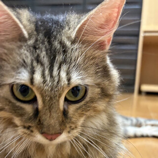 長毛猫♀くるみ2〜3歳※初参加