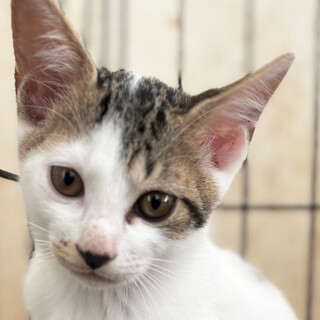 月食♀キジシロ2ヵ月※初参加