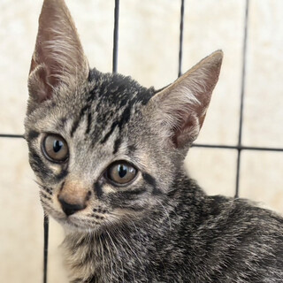 満月♂キジトラ2ヵ月※初参加