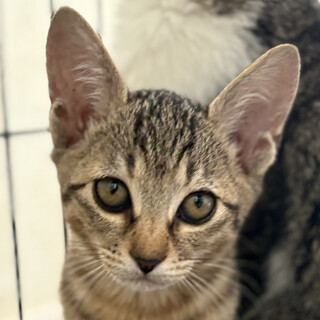 新月♀キジトラ薄め2ヵ月※初参加