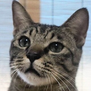 ネコジャラシ大好きなシャイboyのネロ君！