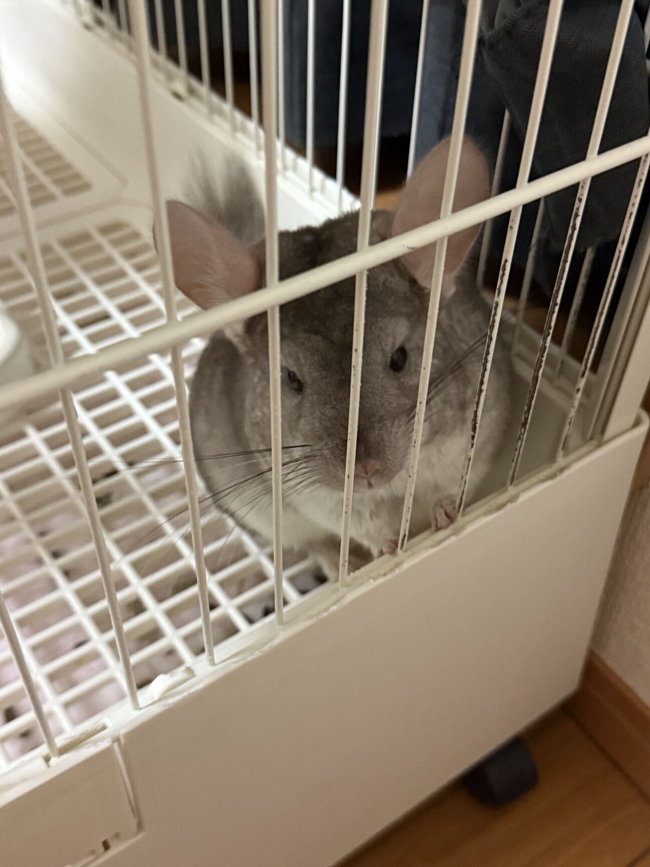 チンチラ︎︎ 」埼玉県 - 小動物の里親募集(525344) :: ペットのおうち