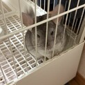 チンチラ︎︎ 