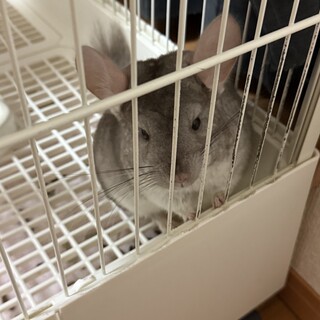 チンチラ︎︎ 