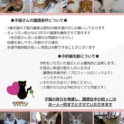 西宮保護ねこ かぎしっぽ主催譲渡会 サムネイル2