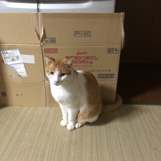 猫里親さん募集高知