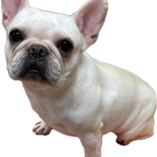 フレンチブルドッグの女の子