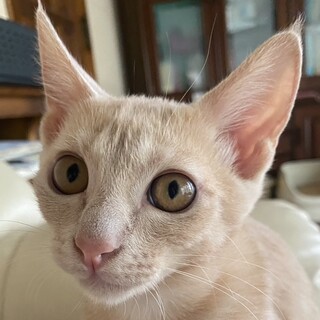 良く食べ良く眠り元気いっぱいのミルちゃん！