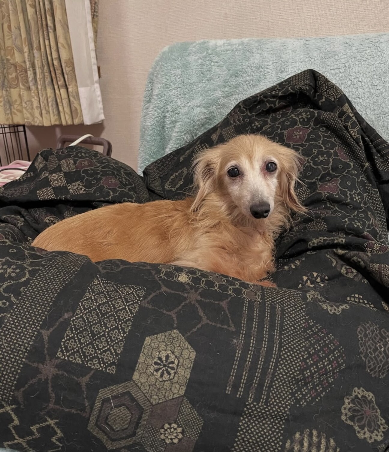 けいちゃん かわいいカニ」三重県 - 犬の里親募集(525351