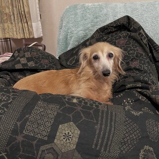 けいちゃん　かわいいカニンヘンダックス