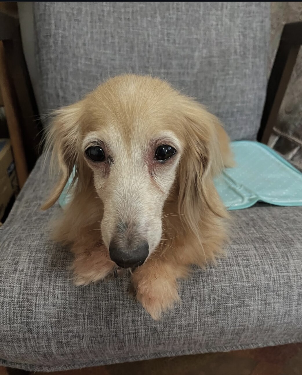 けいちゃん かわいいカニ」三重県 - 犬の里親募集(525351) 2枚目の