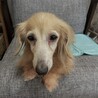 けいちゃん　かわいいカニンヘンダックス サムネイル2