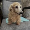 けいちゃん　かわいいカニンヘンダックス サムネイル3