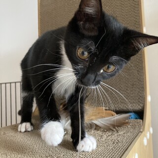 おしゃれなタキシードキャット、マムちゃん❤️