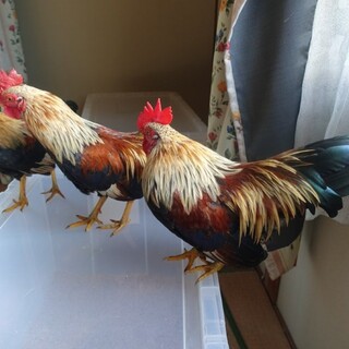 小型地鶏のオス３羽