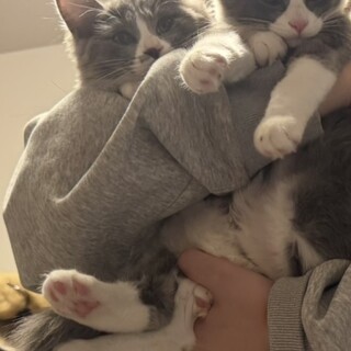 生後6ヶ月の子猫