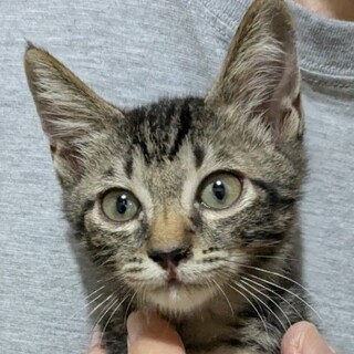 まろ　おうちの冒険大好き！