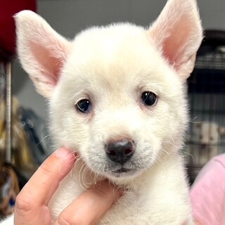 25-W215 赤ちゃんワンコ女子！！