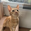 茶トラくん　3ヶ月半の男の子