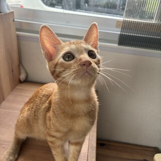 茶トラくん　3ヶ月半の男の子