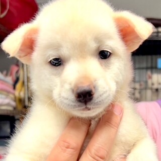 25-W218　赤ちゃんワンコ♪