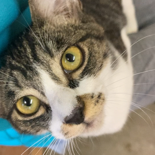 ひざ乗り甘えんぼ 6ヶ月の男の子