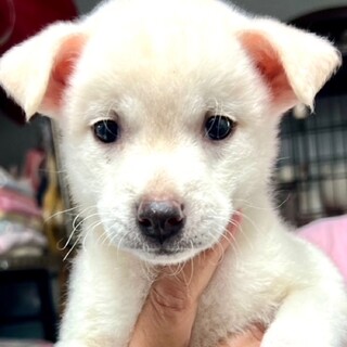 25-W217　可愛い大人しい仔犬ちゃん♪