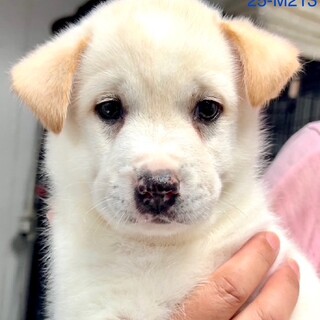 25-M213　利口な子です！！