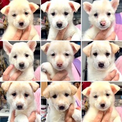 ワンコとにゃんこさんの譲渡会♪